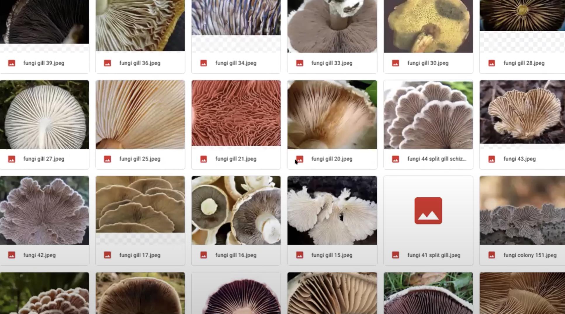Thumbnails of a visually broad array of funghi, screenshotted from a Windows Explorer computer